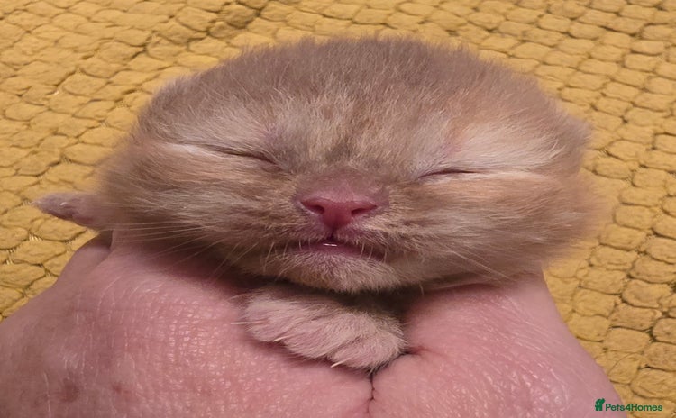 British Shorthair cats TICA registered British shorthair kittens - Advert 4