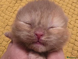 British Shorthair cats TICA registered British shorthair kittens - Advert 15