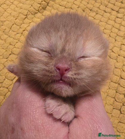 British Shorthair cats TICA registered British shorthair kittens - Advert 4