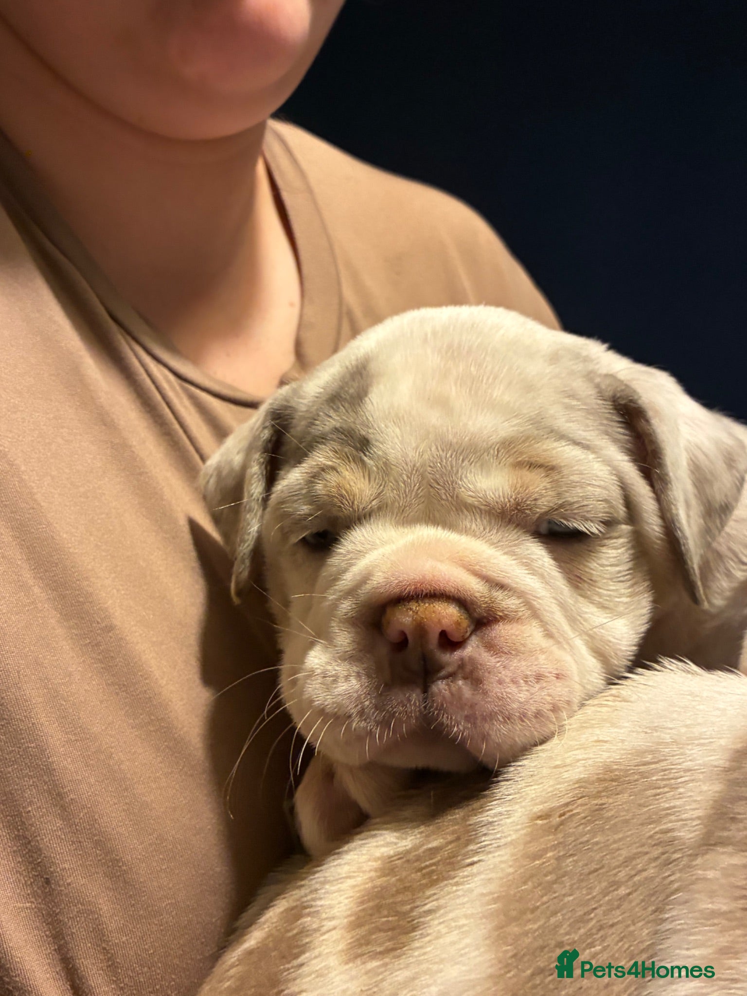 Olde English Bulldogge dogs 2 girl old English bulldog puppies - Advert 2