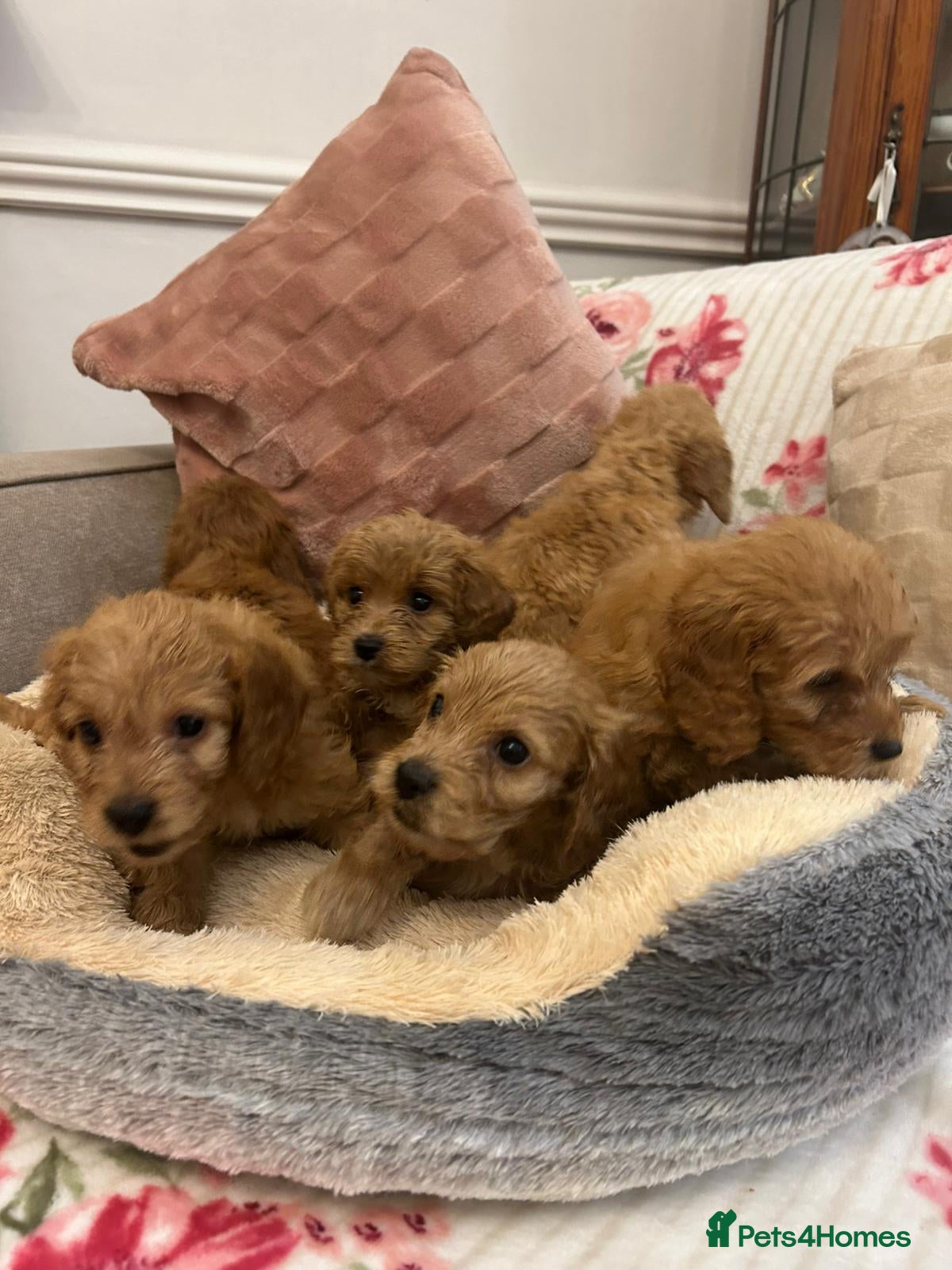 Cockapoo dogs for sale: Adorable cockapoo puppies - Advert 6