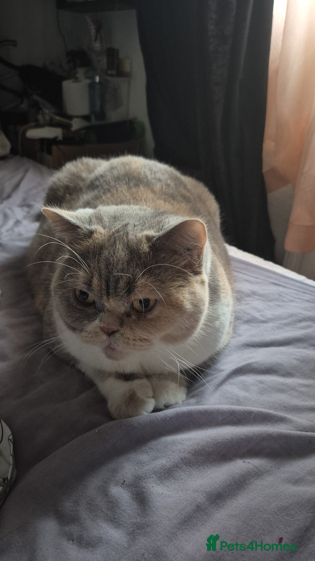 British Shorthair cats for sale: British Longhair Silver Boy & Black shorthair girl - Advert 3