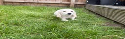 Miniature Dachshund dogs for sale: LAST ONE Long coat Cream miniature dachshund - Advert 11