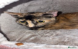 Bengal cats for sale: 13 month old cat  - Image 1