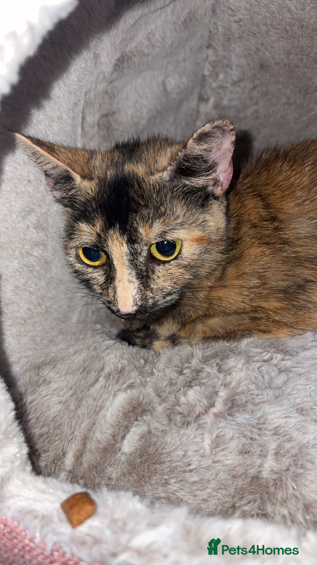 Bengal cats for sale: 13 month old cat  - Image 1