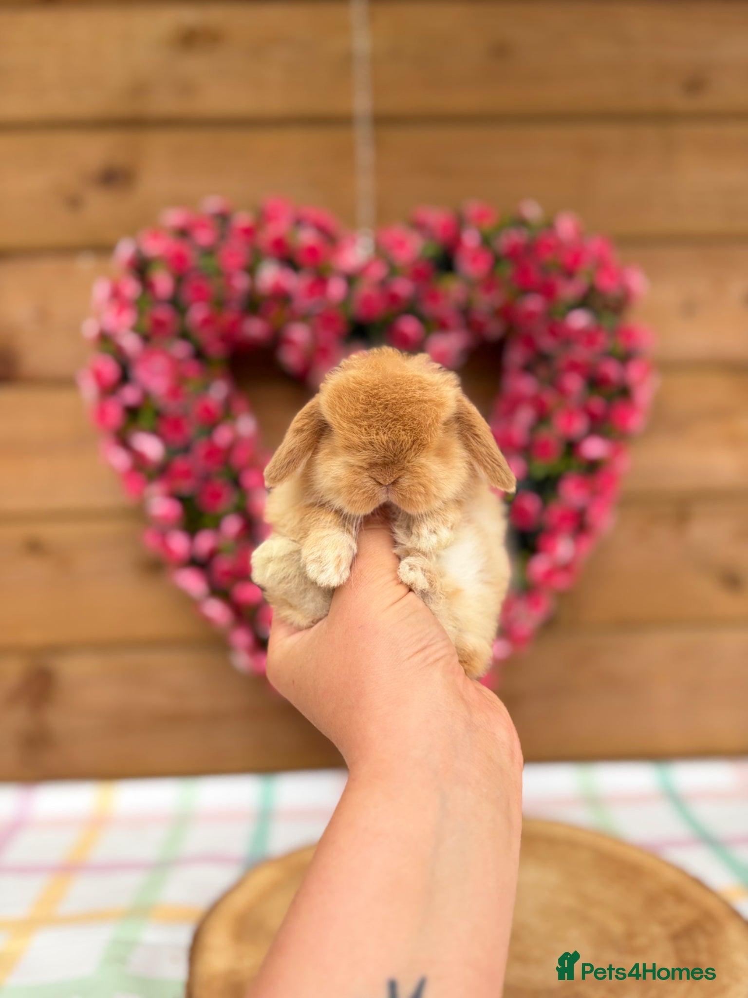Mini Lop rabbits Friendly Mini Lops - Advert 1