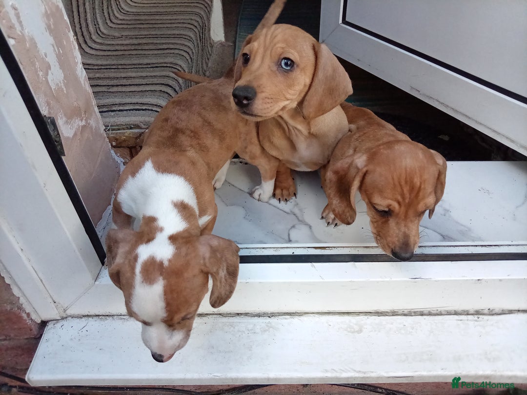 Dachshund dogs for sale: 3 beautiful dachshund puppies ready now - Image 1