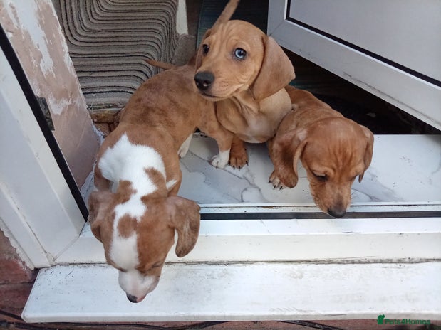 Dachshund dogs - Advert 15