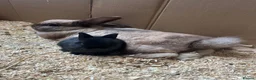 Mixed Breed rabbits for sale: Mixed breed baby rabbits in Hyde - Advert 5
