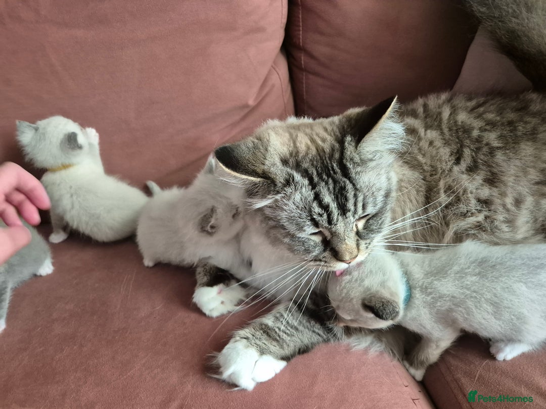 Ragdoll cats for sale: Ragdoll Kittens Gateshead - Image 17