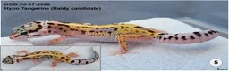 Leopard Gecko reptiles for sale: Baby Leopard Geckos - Advert 6