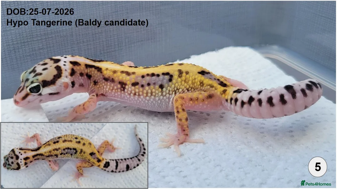 Leopard Gecko reptiles for sale: Baby Leopard Geckos - Advert 6