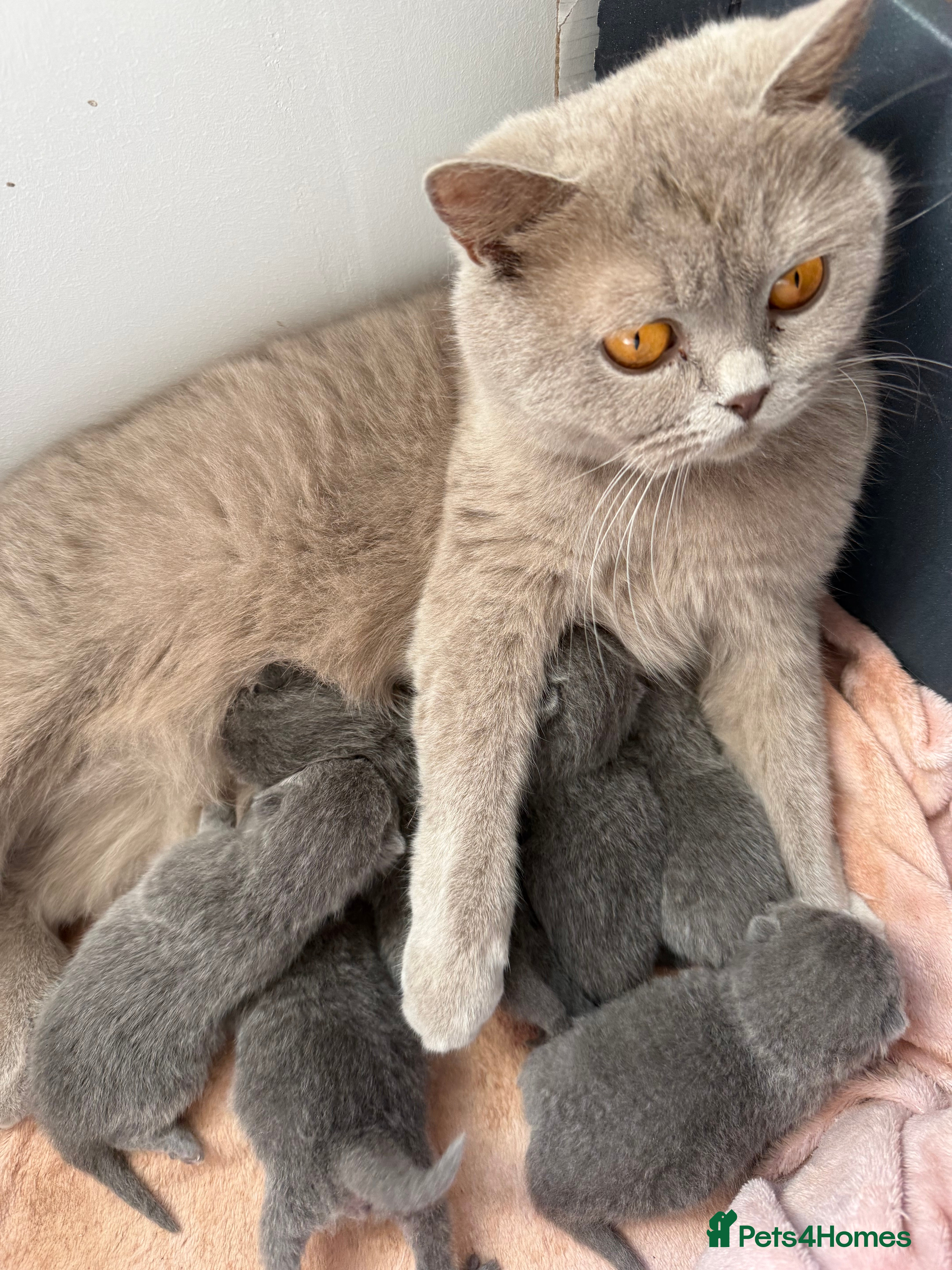British Shorthair cats Beautiful Fluffy Chunky BSH Kittens  - Advert 1
