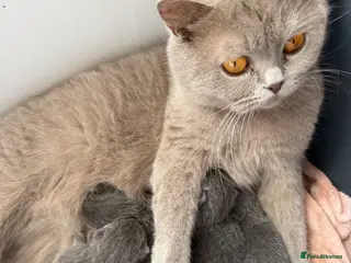 British Shorthair cats Beautiful Fluffy Chunky BSH Kittens - Advert 1