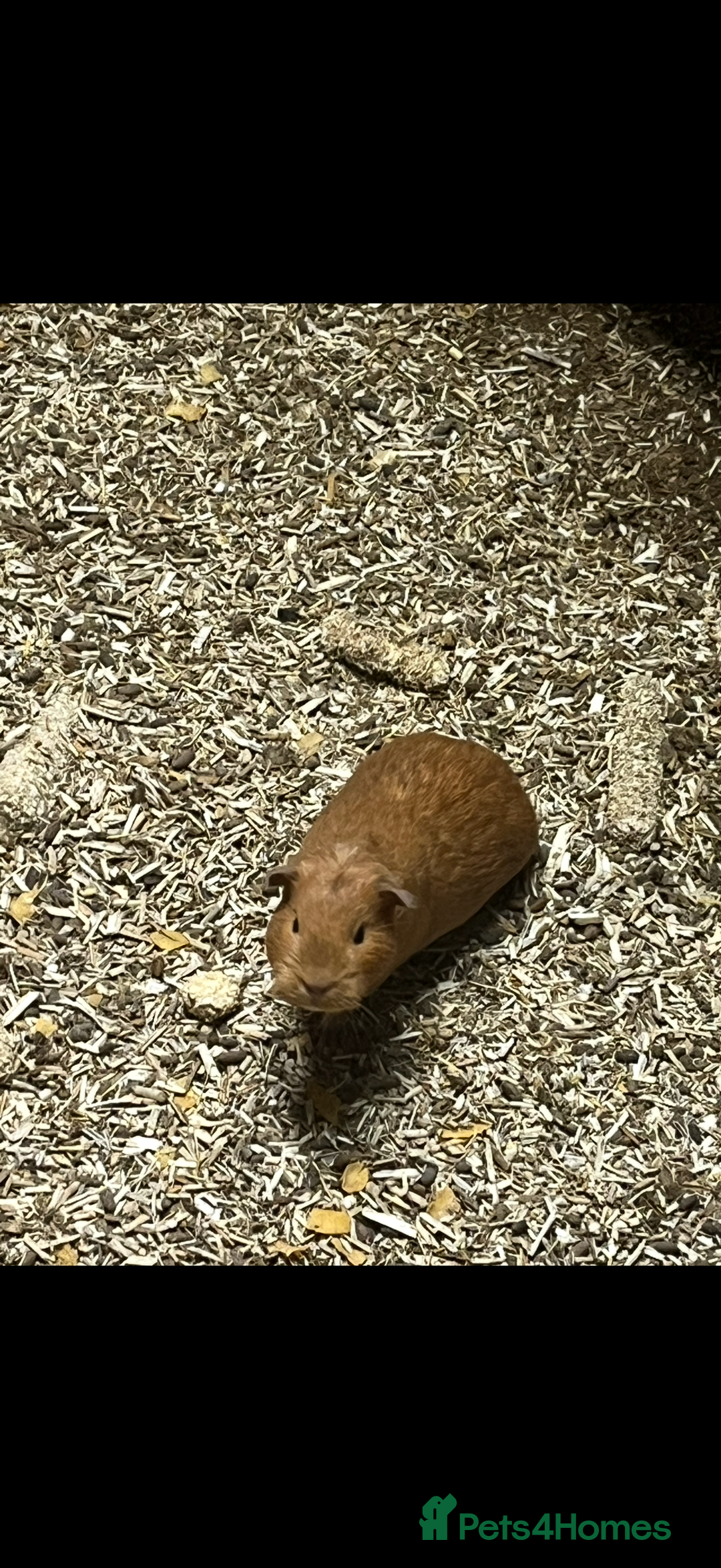 Guinea Pig rodents for sale: Guinea pigs 🐹 - Advert 11