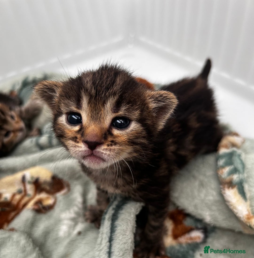 Bengal cats for sale: Bengal cross kittens  - Image 6