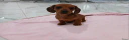 Miniature Dachshund dogs for sale: Miniature dachshund puppy's  - Advert 15
