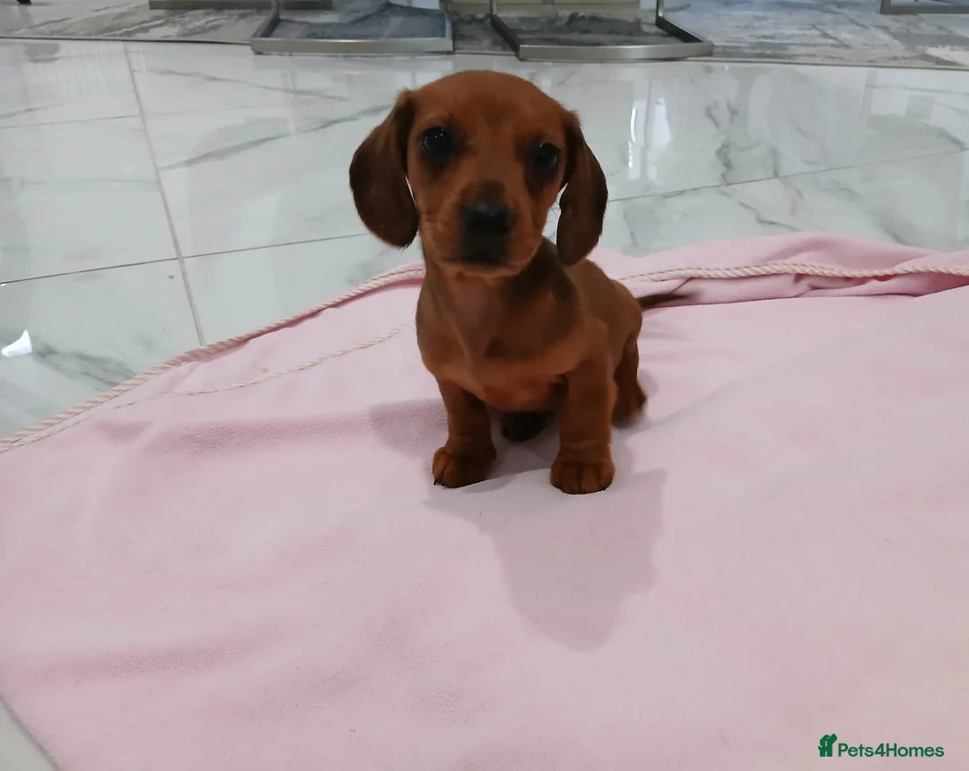 Miniature Dachshund dogs for sale: Miniature dachshund puppy's  - Advert 15
