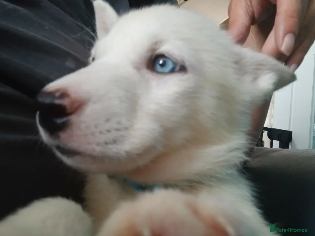 Siberian Husky dogs for sale: 2 LEFT REDUCED Stunning Siberian Husky Puppies - Advert 1