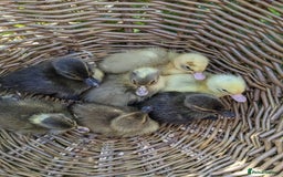 Ducks poultry for sale: Ducklings - Image 1