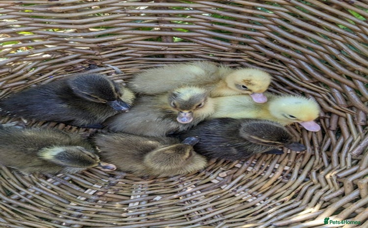 Ducks poultry - Advert 1