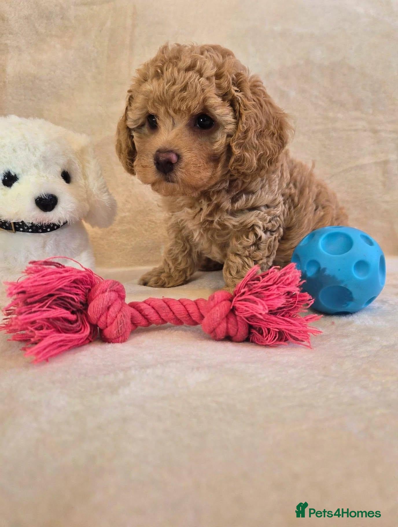 Maltipoo dogs Gorgeous tiny MALTIPOO 7 weeks 3 boys & 1 girl - Advert 4