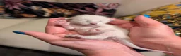 Siamese cats for sale: Beautiful Pure Siamese kittens - Advert 9