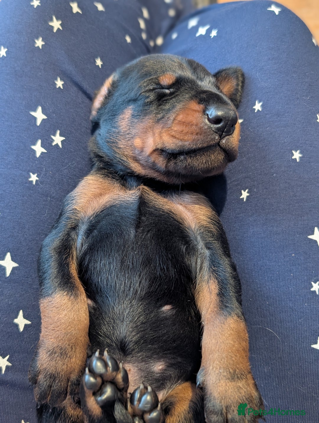Dobermann dogs for sale: Doberman puppies  - Image 14