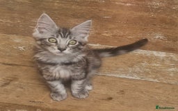 Maine Coon cats for sale: Maincoon cross Ragdoll kittens  - Image 4