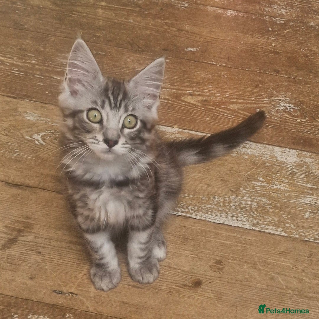 Maine Coon cats for sale: Maincoon cross Ragdoll kittens  - Image 4