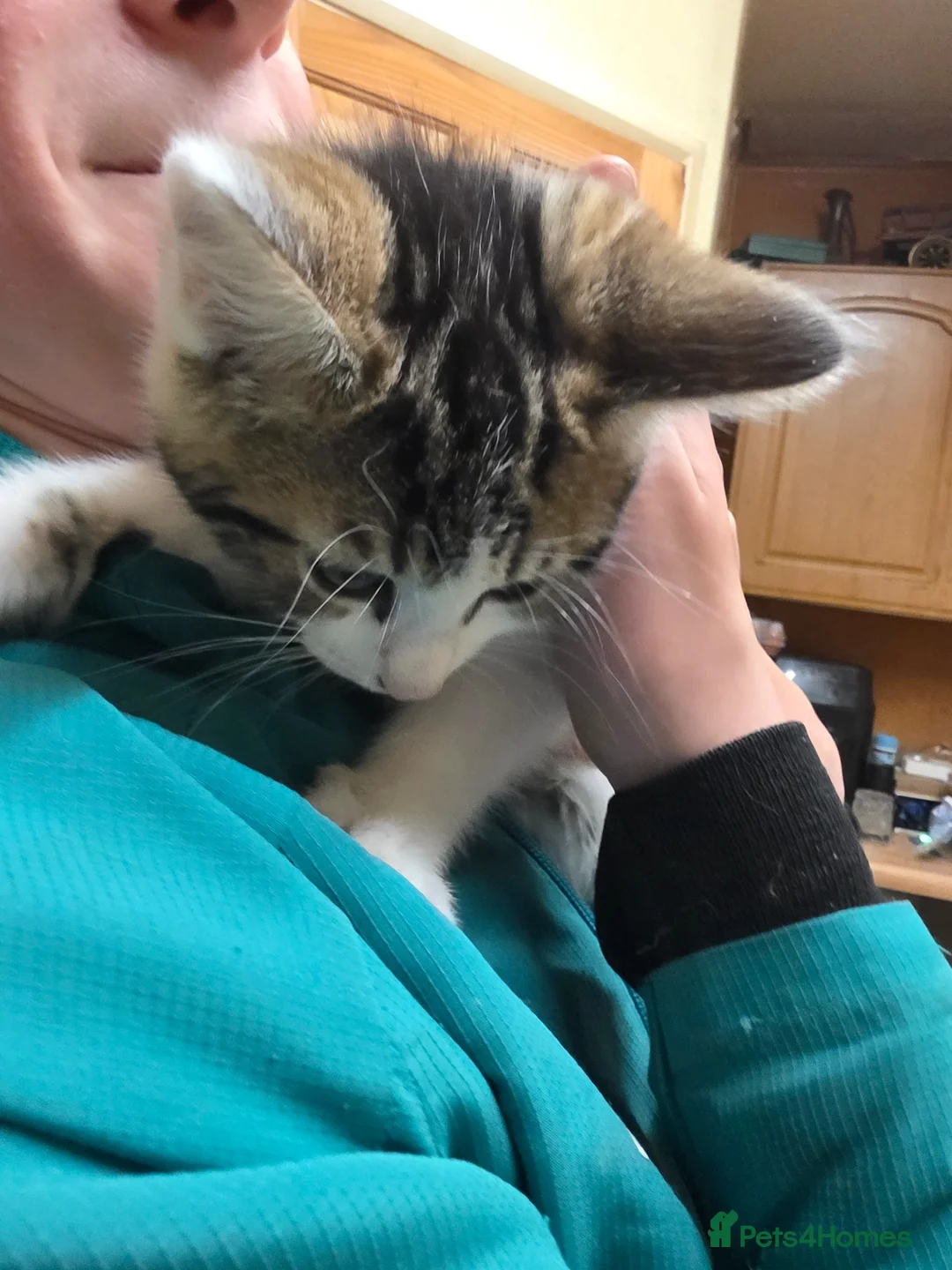 British Longhair cats for sale: Kittens for sale  - Advert 2