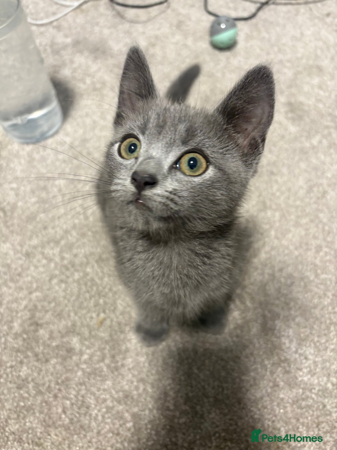 Russian Blue cats for sale: Russian Blue Boy  - Image 2