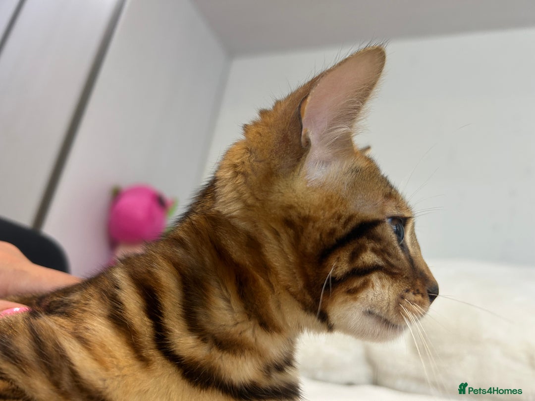Bengal cats for sale: Champion bloodline Bengal kittens - Advert 14
