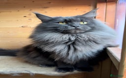 Maine Coon cats for sale: XL maine coon kittens Russia bloodlines Ready Now in Spalding - Image 5