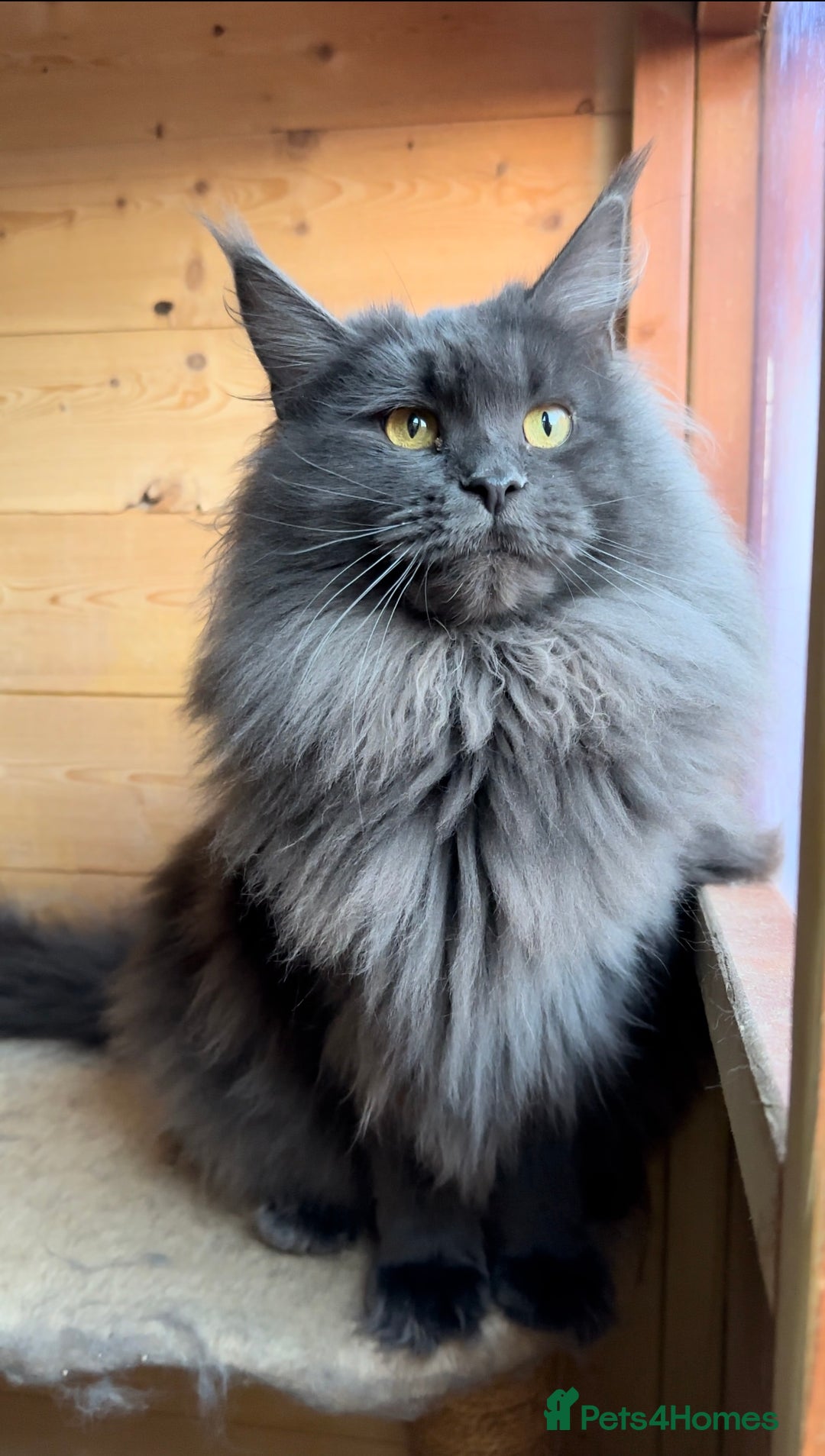 Maine Coon cats for sale: XL maine coon kittens Russia bloodlines Ready Now in Spalding - Image 5