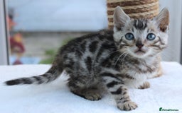 Bengal cats for sale: CUTE BENGAL KITTENS AVAILABLE - Image 22