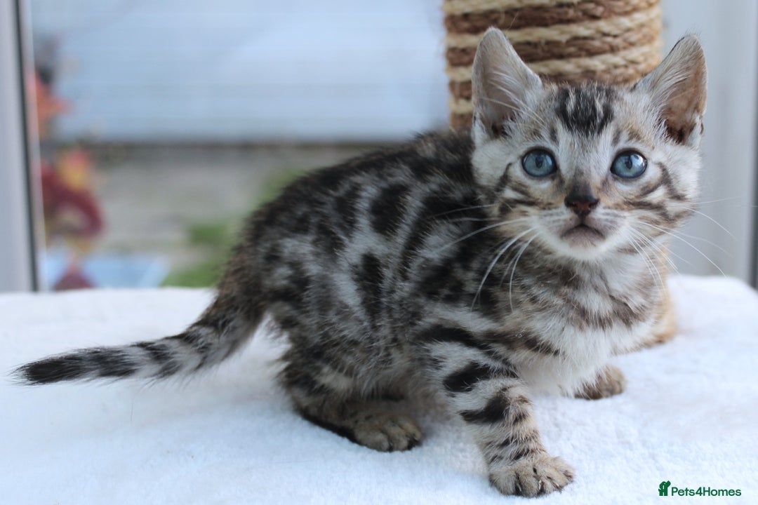 Bengal cats for sale: CUTE BENGAL KITTENS AVAILABLE - Image 22