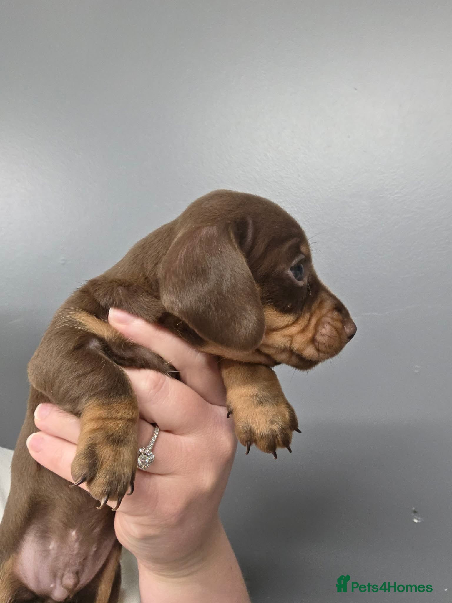 Miniature Dachshund dogs for sale: Miniature dachshund pups - Advert 7