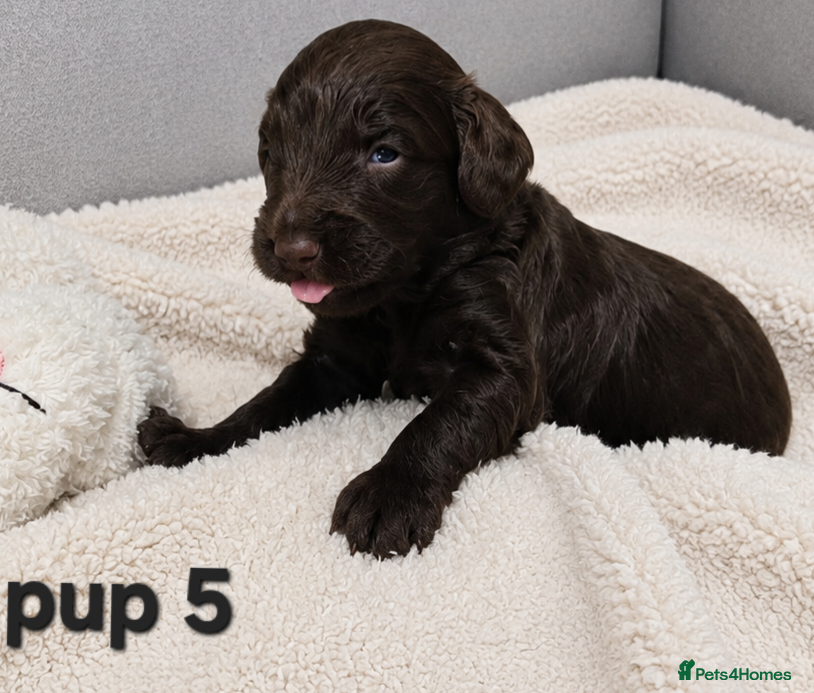 Cockapoo dogs for sale: Rare cockapoo pups with mix blue eyes colour  in Wolverhampton - Advert 10