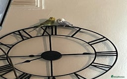 Budgerigars birds for sale: 2 budgies and cage with stand  - Image 9