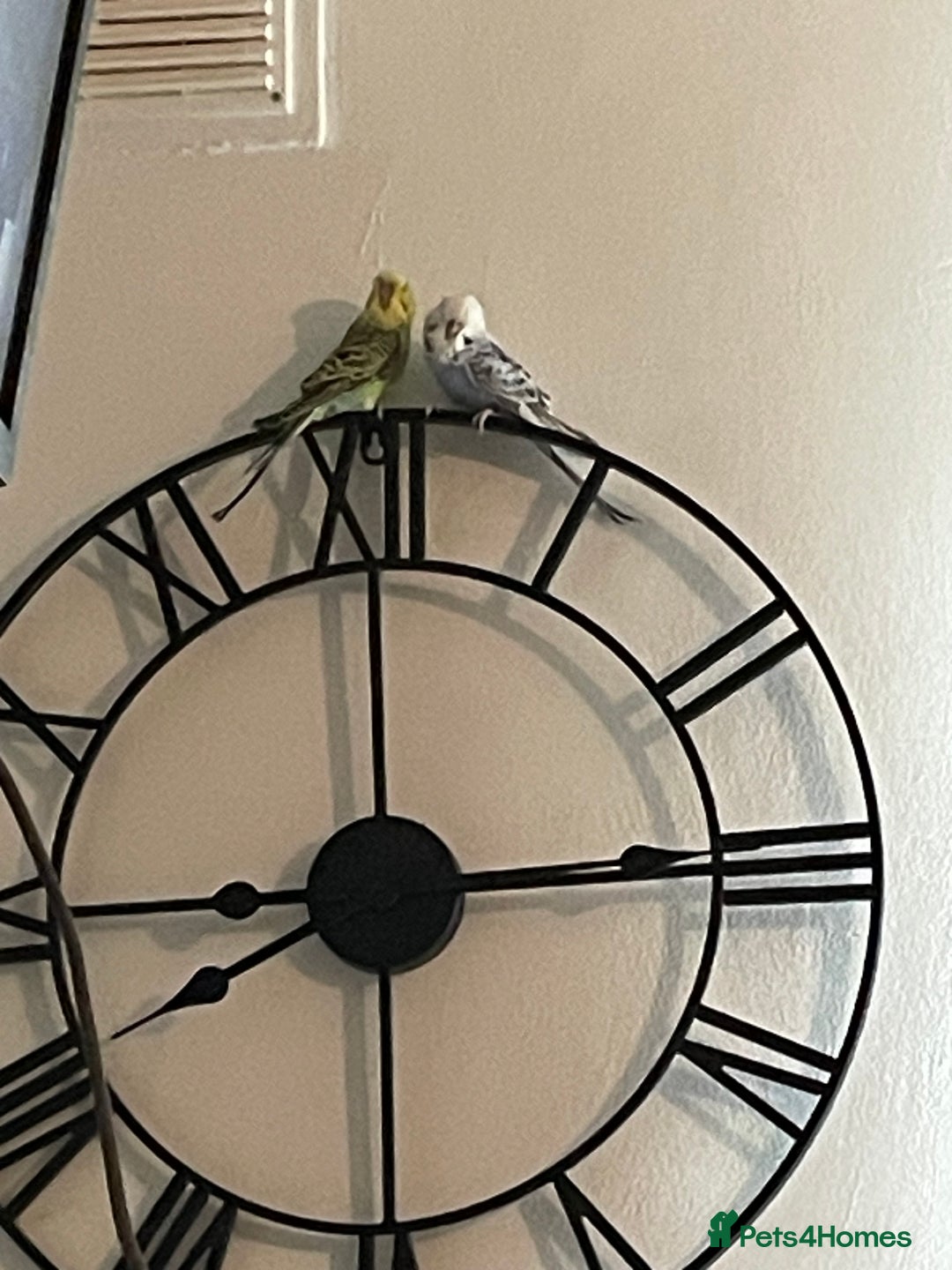 Budgerigars birds for sale: 2 budgies and cage with stand  - Image 9