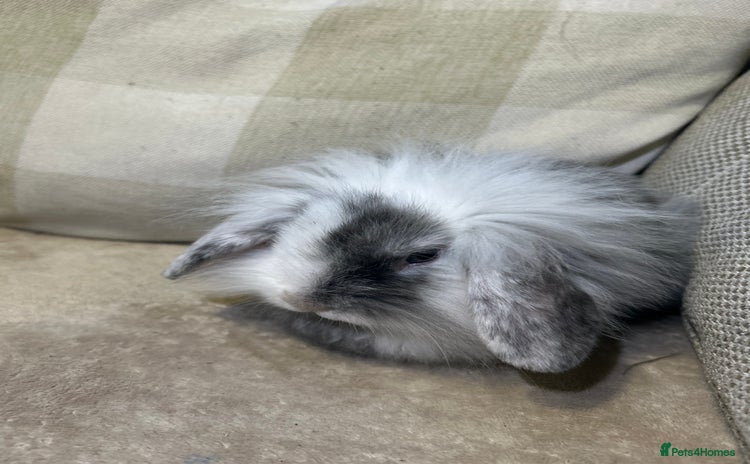Lionhead rabbits - Advert 2