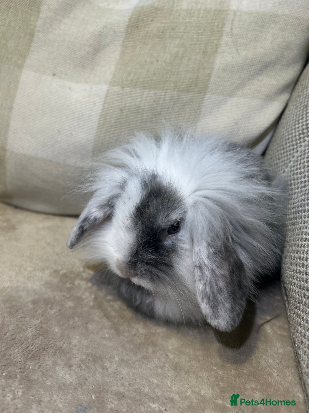 Lionhead rabbits for sale: 4 baby bunnies looking for their forever homes  - Image 1