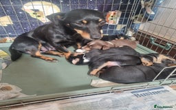 Jack Russell dogs for sale: Two adorable male Jack russell cross puppies - Image 3