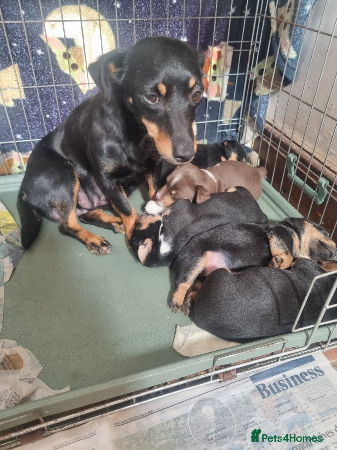 Jack Russell dogs for sale: Two adorable male Jack russell cross puppies - Image 3