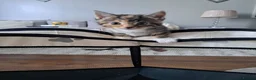 Mixed Breed cats for sale: Kittens - Advert 5