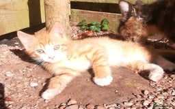 Mixed Breed cats for sale: CLEVER, PRETTY KITTENS READY FOR THEIR NEW HOMES - Image 6