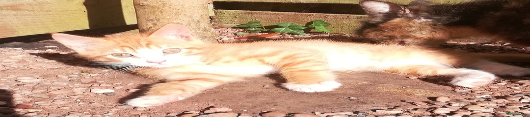 Mixed Breed Kitten 2