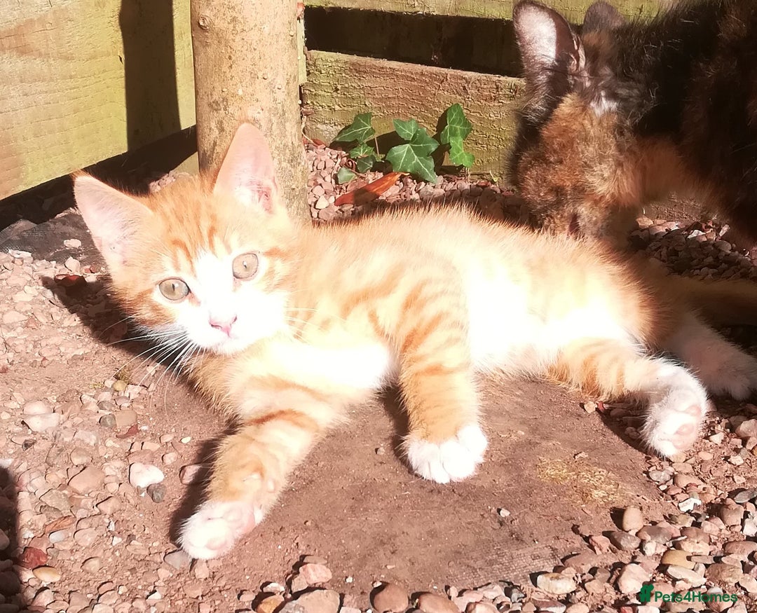 Mixed Breed cats for sale: CLEVER, PRETTY KITTENS READY FOR THEIR NEW HOMES - Image 6