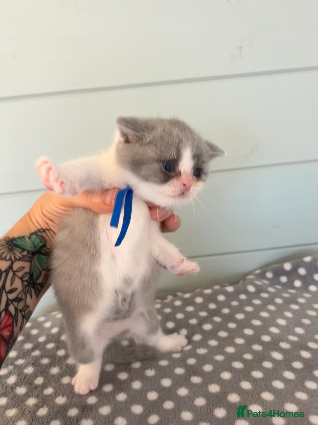 British Shorthair cats for sale: British short hair kittens for sale  - Image 7